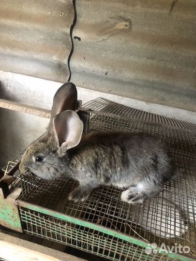 Фландер ризен