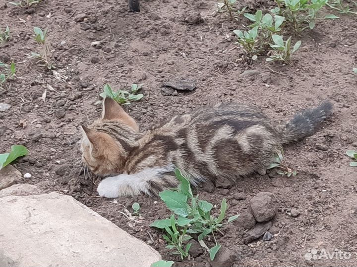 Котята даром
