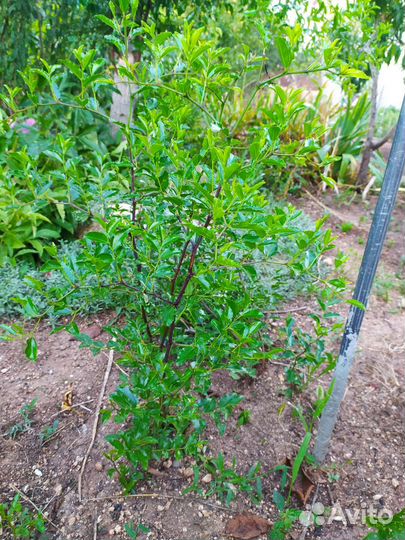 Саженцы зизифуса