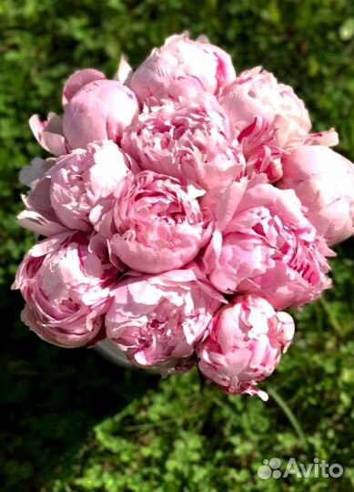 Пионы, заказать букет из пионов с доставкой