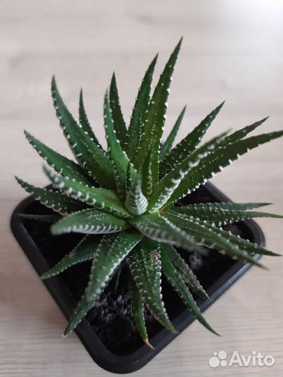 Хавортия полосатая / Haworthia fasciata