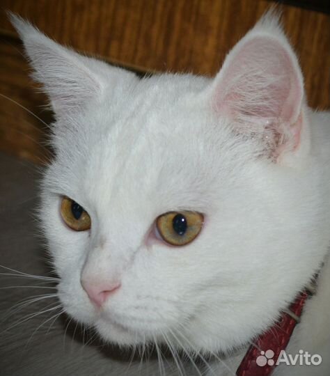 Ангорский кот