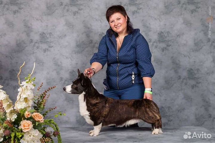 Вельш-корги кардиган вязка