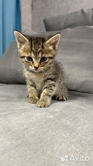 Котята котики