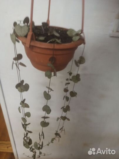 Церопегия вуда