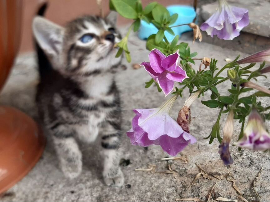 Бенгальские котенок 1,5 мес Девочка