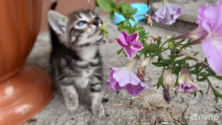 Бенгальские котенок 1,5 мес Девочка