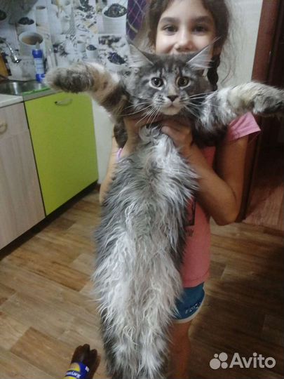 Мейн-кун