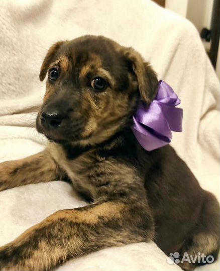 Щенок в добрые руки