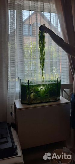 Водоросли для аквариума