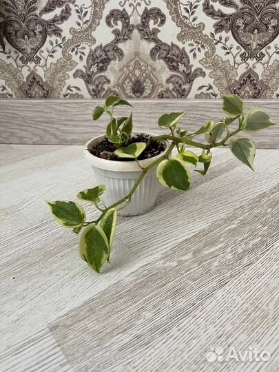 Сингониум, пеперомия