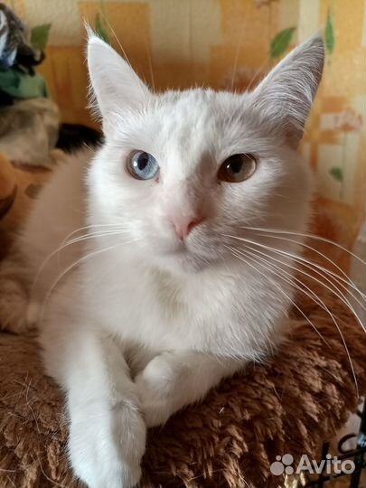 Красивая кошка в добрые руки