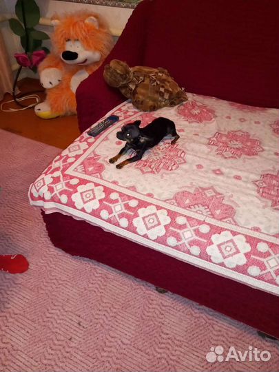 Вязка мини той-терьер