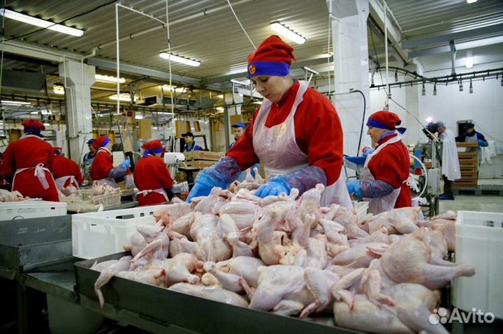 Обработчик птицы / изготовитель полуфабрикатов