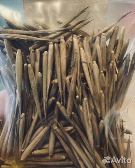 Бамбук гигантский семена шанхай