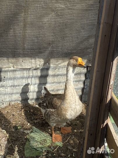 Продам гусей