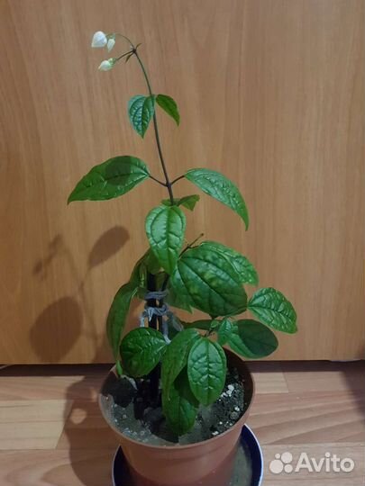 Клеродендрум томпсона