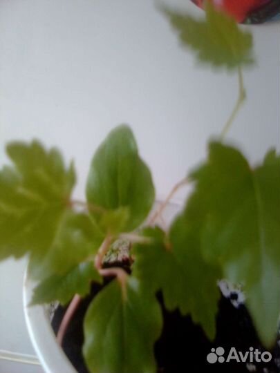 Виноград балконный