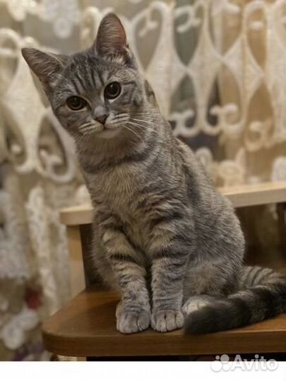 Кошка в добрые руки