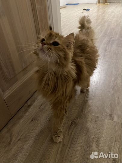 Рыжая пушистая кошка - Кузьминишна Ваше счастье