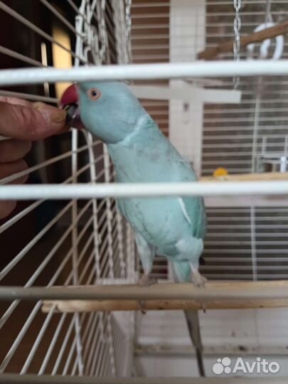 Ожереловый попугай