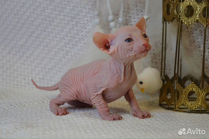 Котята сфинкс