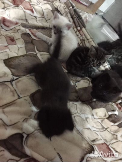 Котята, кошки в добрые руки