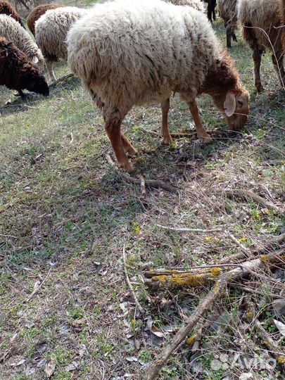 Овцы бараны