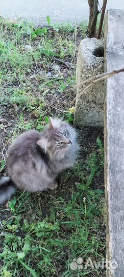 Зеленоглазая кошечка