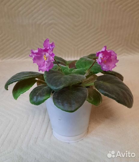 Фиалка сортовые Playful Spectrum