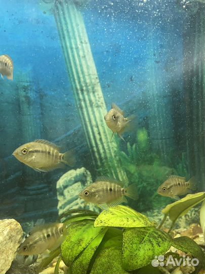 Рыба геротиляпия мультиспиноза