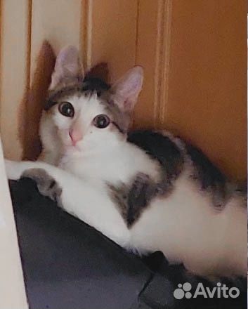 Кошечка (пока бояка)