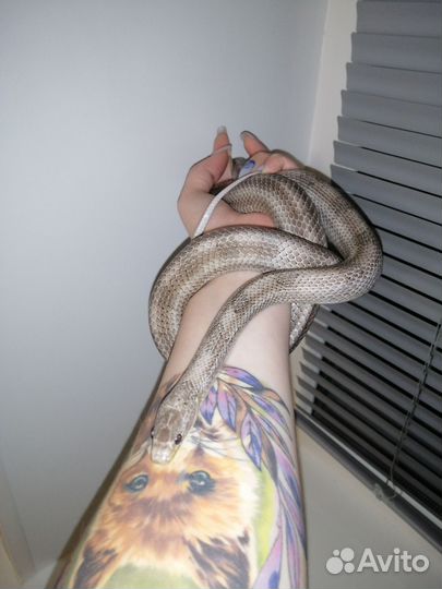 Маисовый полоз самец