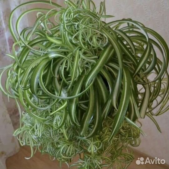 Хлорофитум Бони кучерявый
