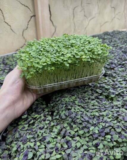 Микрозелень