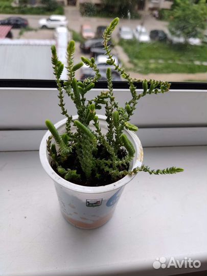 Суккуленты эхеверия