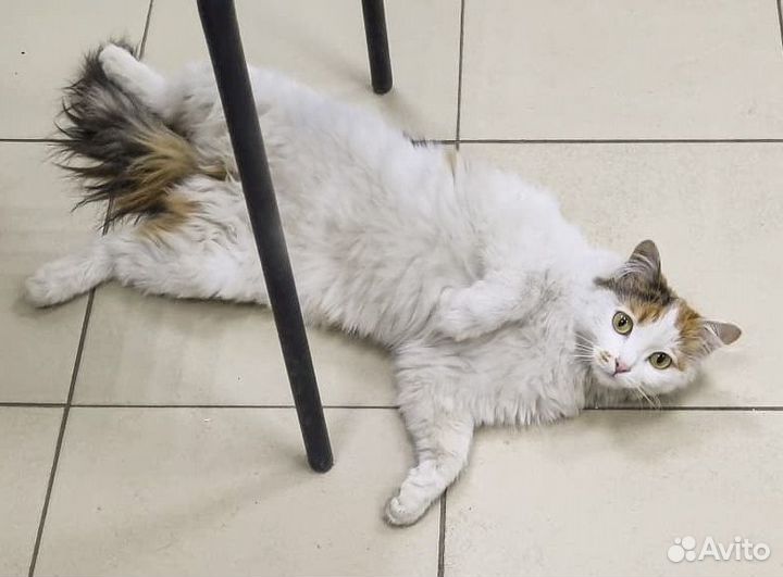 Красотка Василиса Стерильная ищет дом 8 месяцев