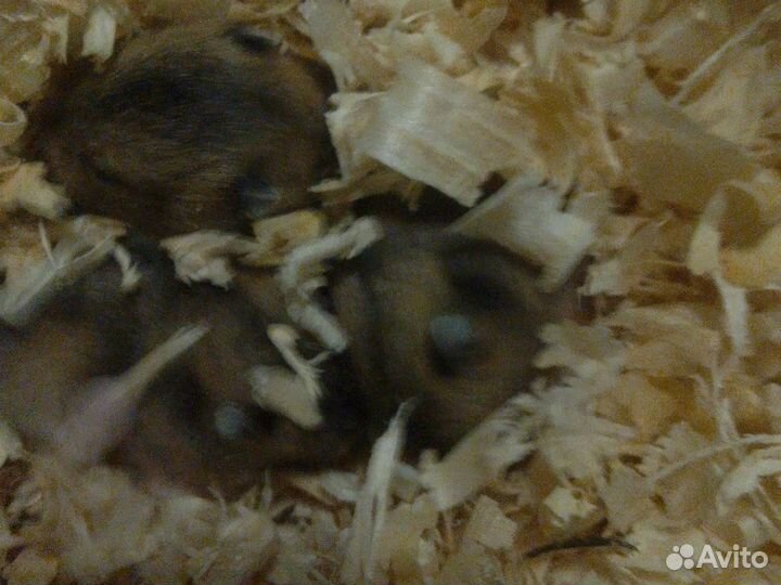 Джунгарский хомяк маленький