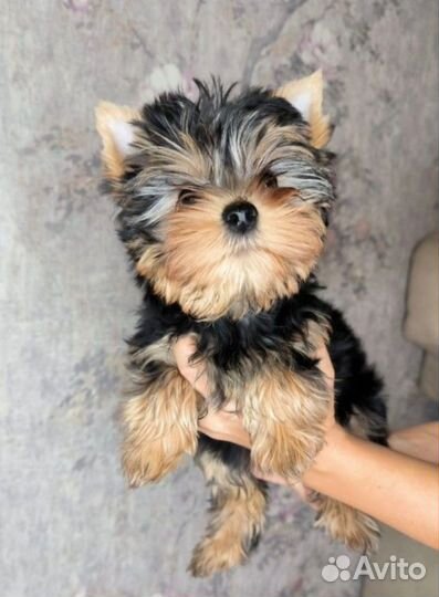 Йоркширский терьер девочка