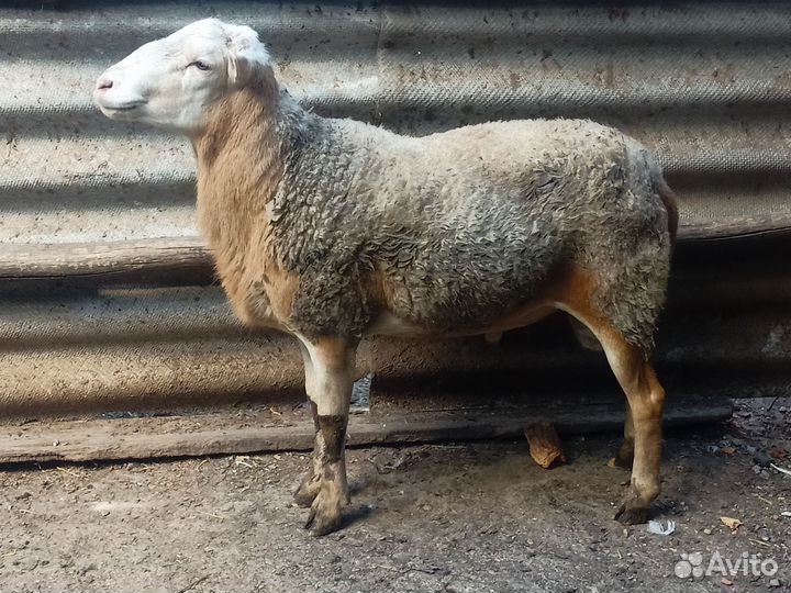 Баран катумской породы