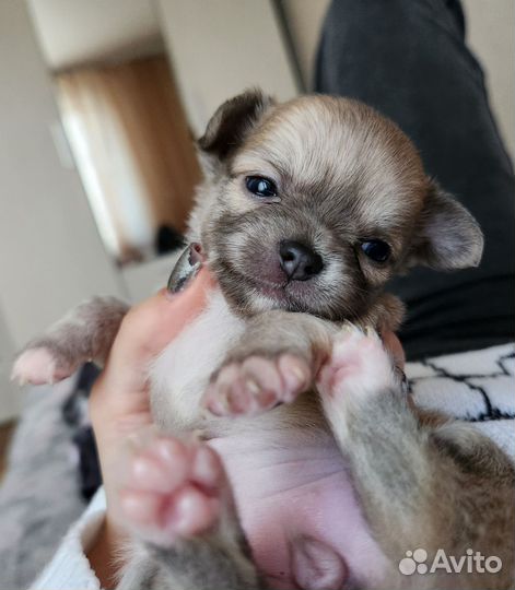 Чихуахуа мини девочка