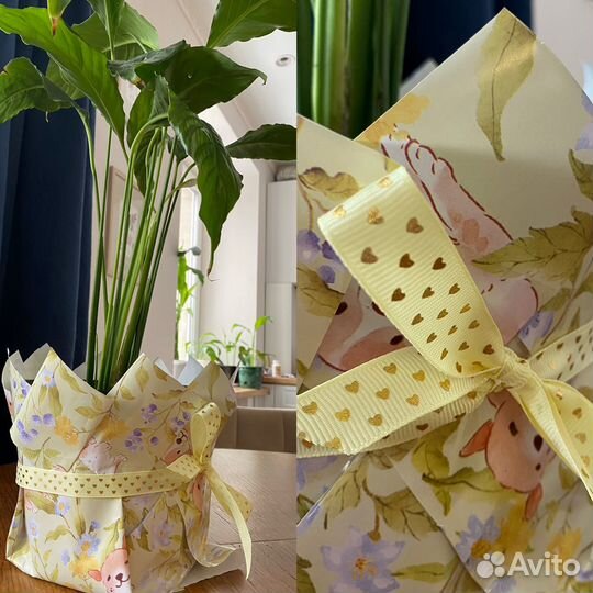 Спатифилум цикламен комнатные цветы