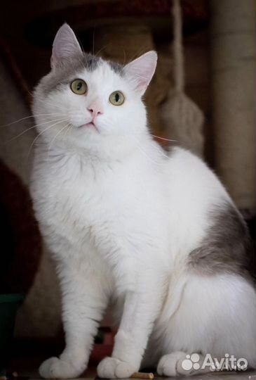 Кот Фунтик