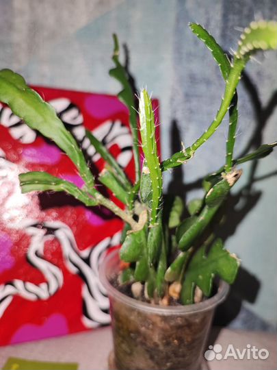 Эпифиллум Ангулигер угловатый