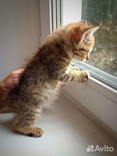 Чудо - котята