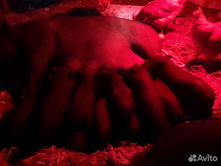 Вьетнамские поросята