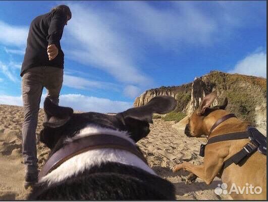 Крепление для экшн камер на собаку