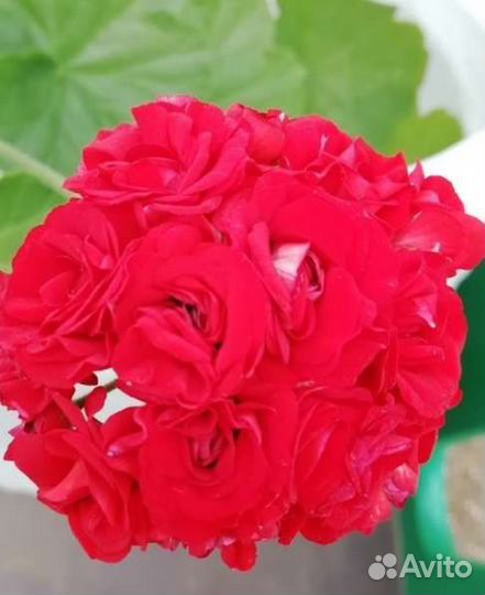 Розебудная пеларгония герань алая