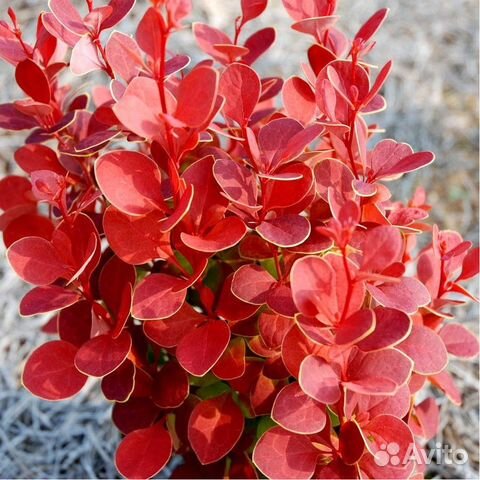 Барбарис Тунберга Вулкано