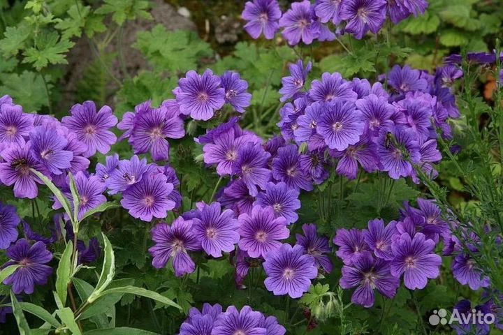 Герань садовая многолетняя